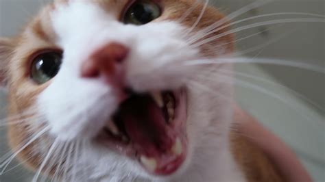 All the GIFs. . Cats meowing compilation